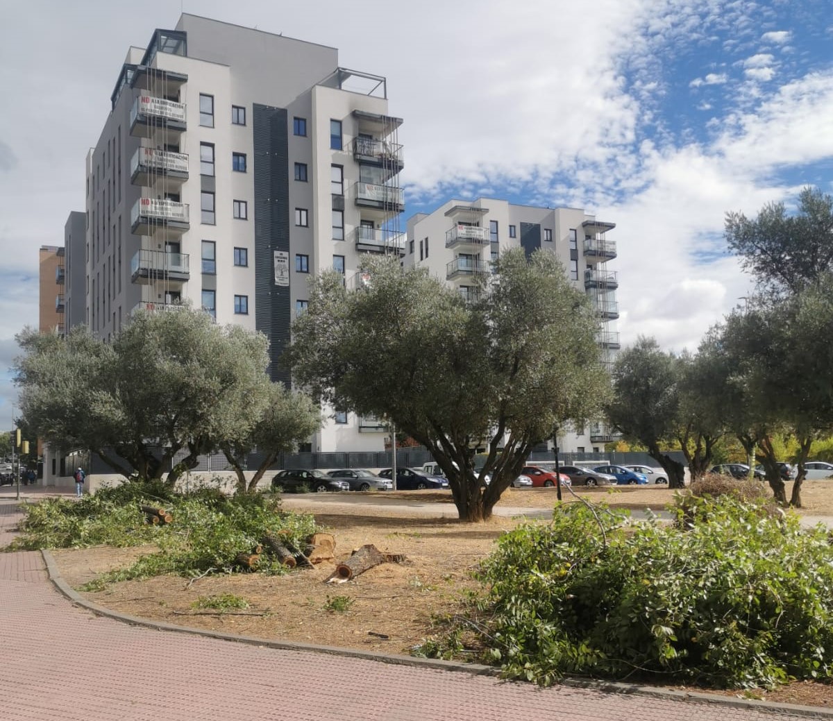 Talas de Olmos ilegal en Móstoles